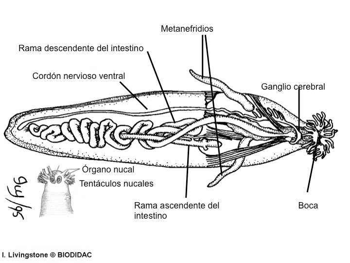 Sipunculus nudus - Wikipedia
