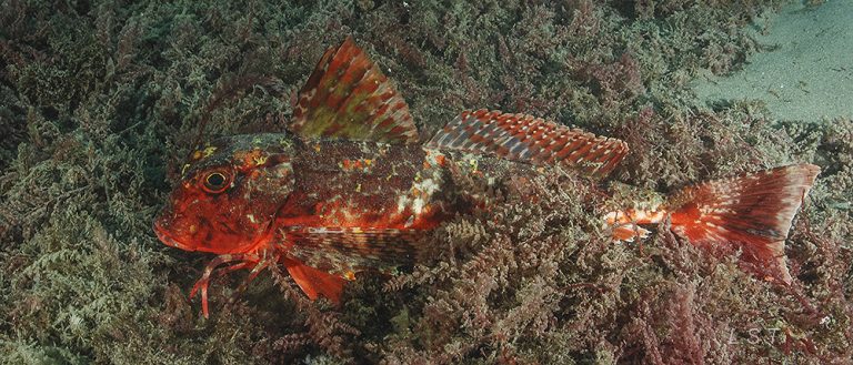 Chelidonichthys lastoviza