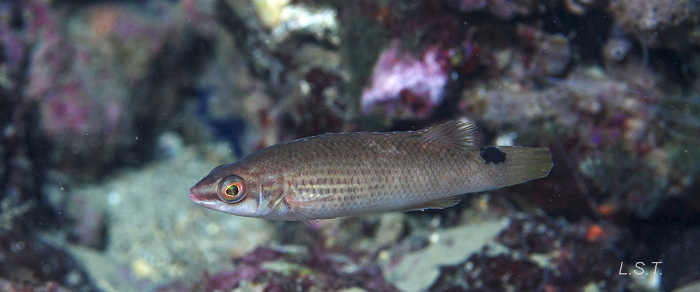 Labrus Rupestris Ctenolabrus rupestris