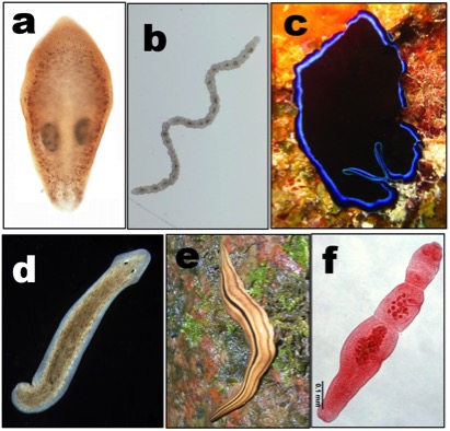 filo platyhelminthes