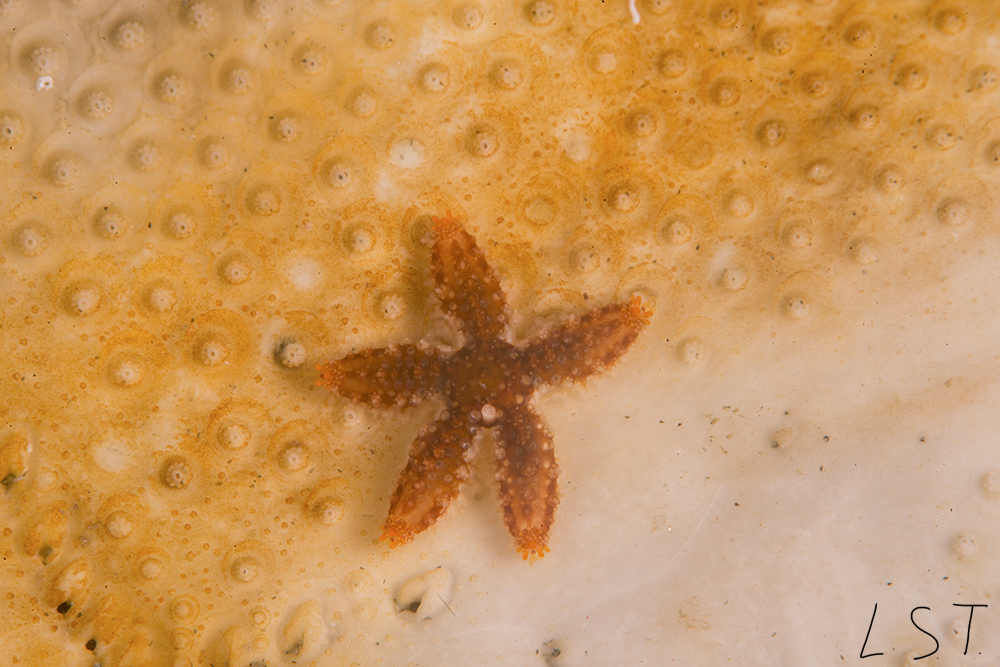 Club de Inmersión Biología :: 18. Estrellas de mar, Marthasterias glacialis