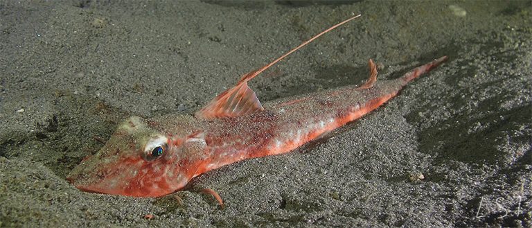 Chelidonichthys obscurus