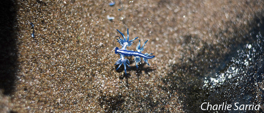 Glaucus atlanticus