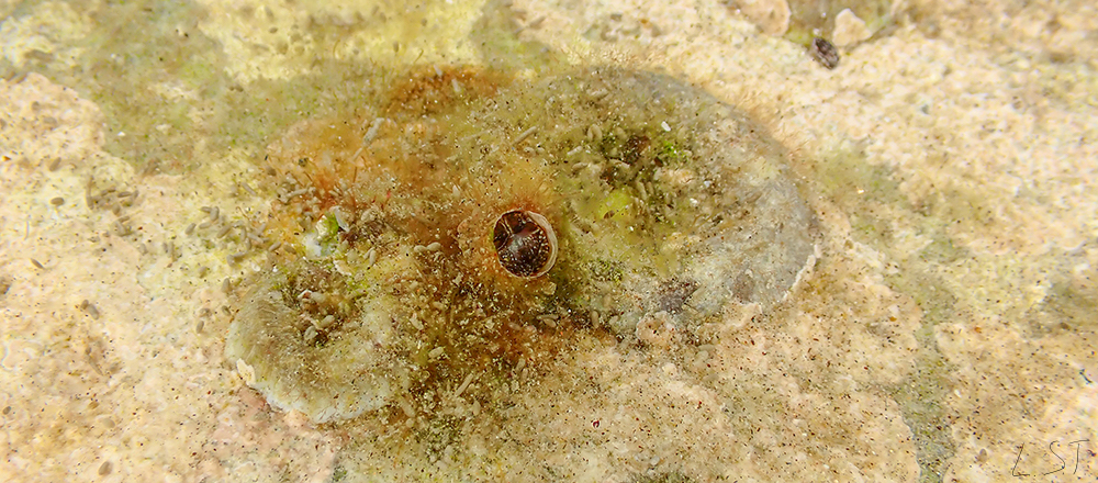 Vermetus triquetrus